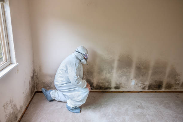 Attic Mold Removal in West Memphis, AR