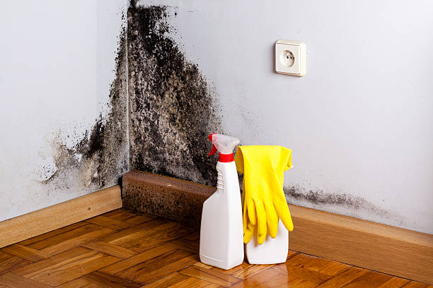 Best Toxic Mold Removal  in West Memphis, AR