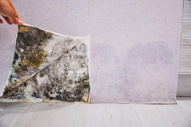 Best Certified Mold Removal  in West Memphis, AR